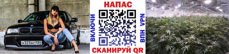 цены   Судогда  Канабис OG Kush 